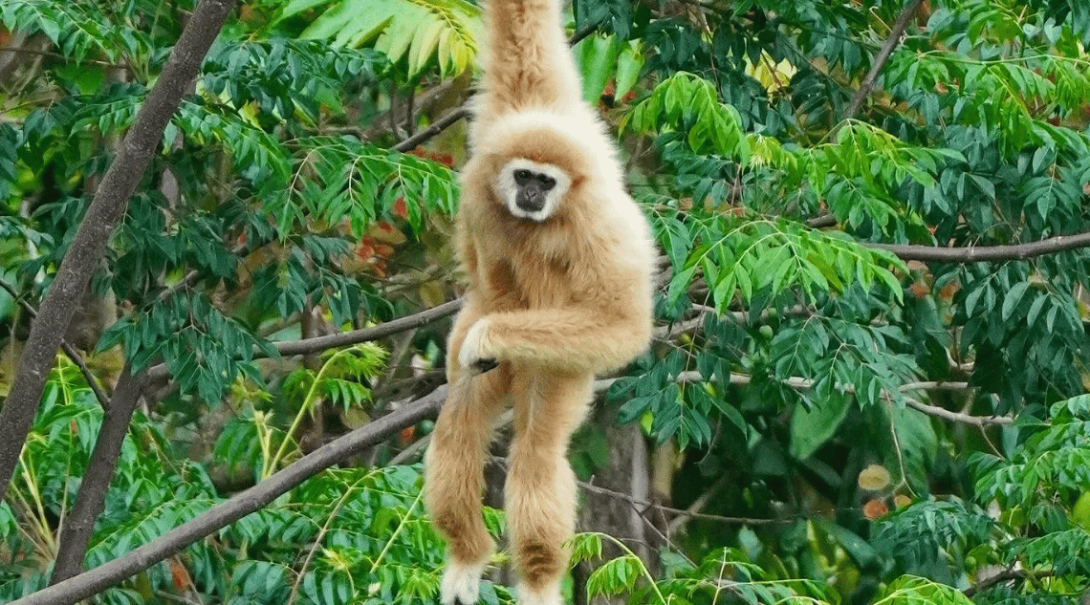 タイの森林で木からぶら下がるテナガザル